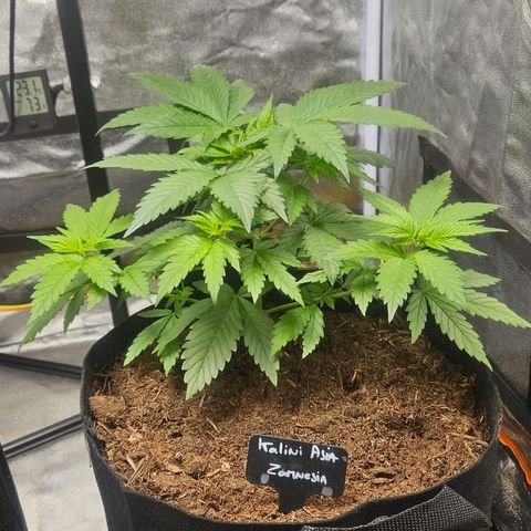 Kalini Asia growlog timeline photo