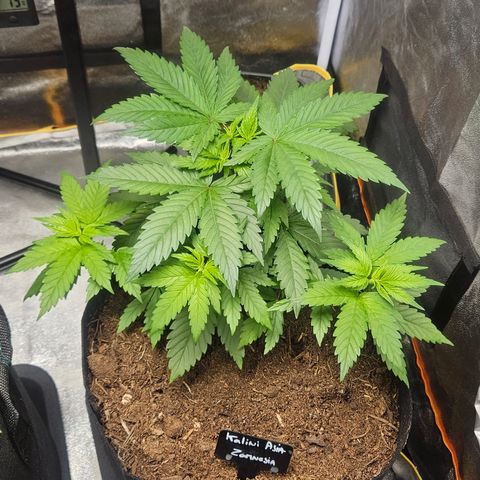 Kalini Asia growlog timeline photo