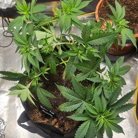 Kalini Asia growlog timeline photo