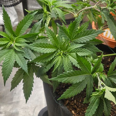 Kalini Asia growlog timeline photo