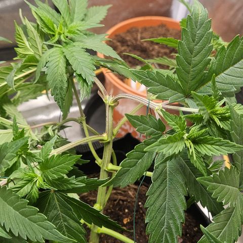 Kalini Asia growlog timeline photo