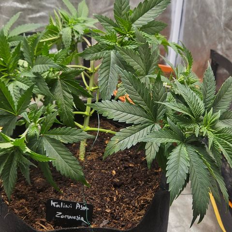 Kalini Asia growlog timeline photo