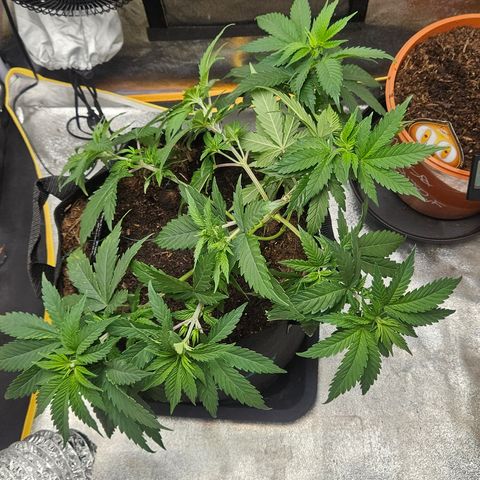 Kalini Asia growlog timeline photo