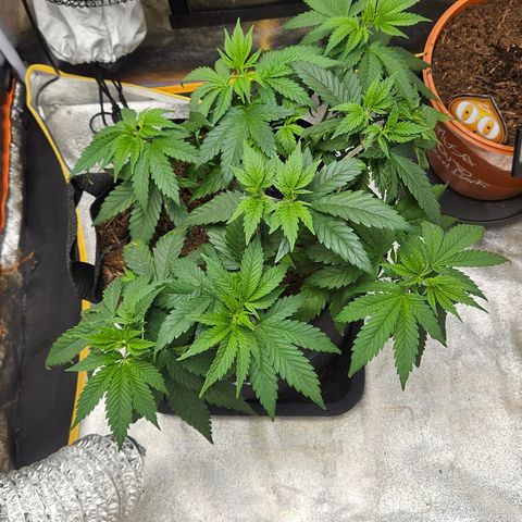 Kalini Asia growlog timeline photo