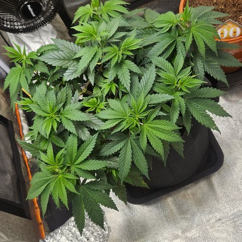 Kalini Asia growlog timeline photo