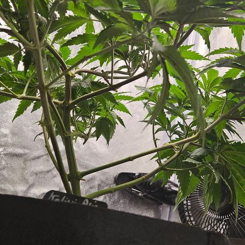 Kalini Asia growlog timeline photo