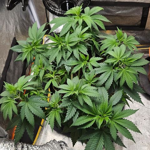 Kalini Asia growlog timeline photo