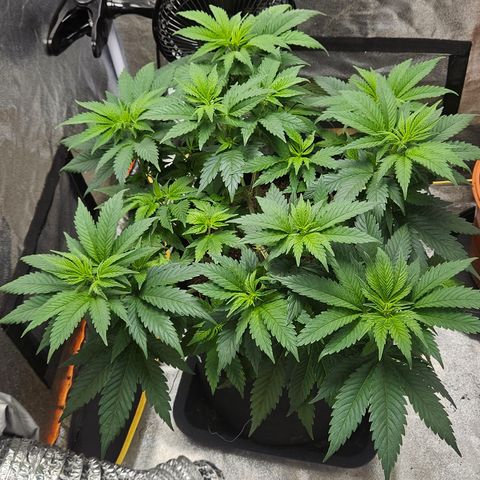 Kalini Asia growlog timeline photo