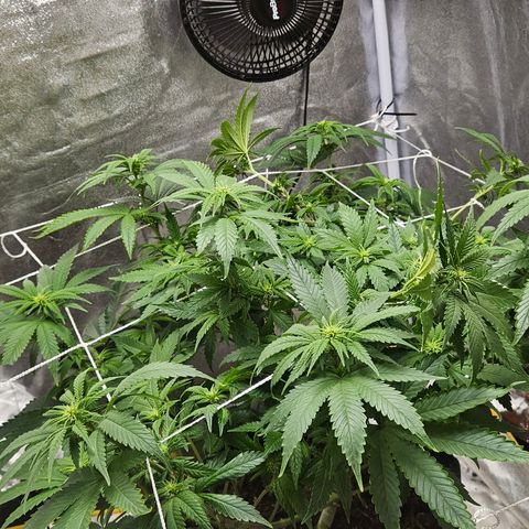 Kalini Asia growlog timeline photo