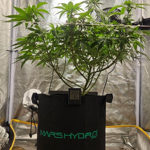 Kalini Asia growlog timeline photo