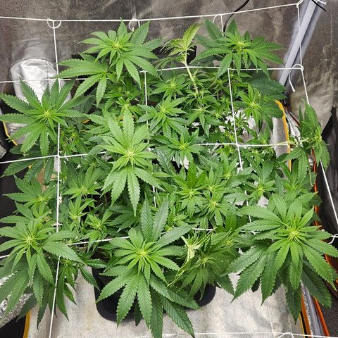 Kalini Asia growlog timeline photo