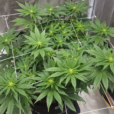 Kalini Asia growlog timeline photo