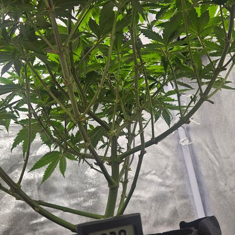 Kalini Asia growlog timeline photo