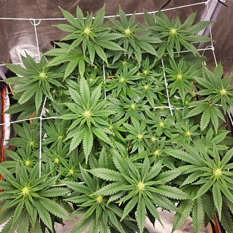 Kalini Asia growlog timeline photo