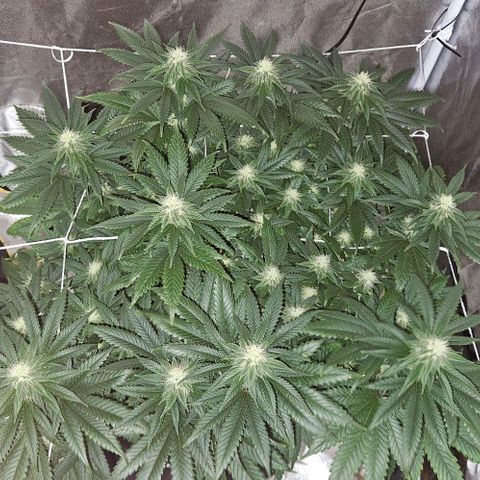 Kalini Asia growlog timeline photo
