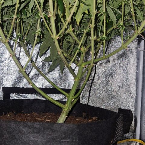 Kalini Asia growlog timeline photo