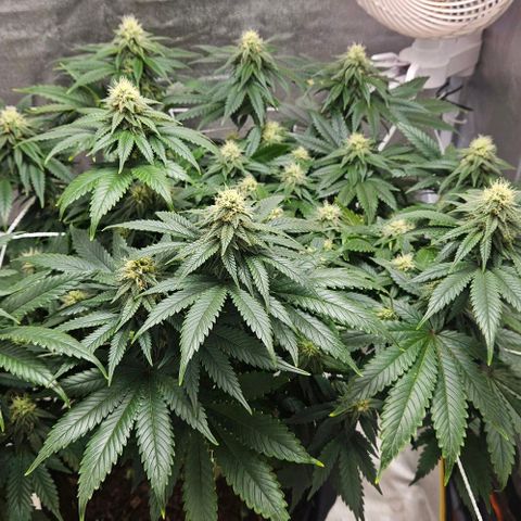 Kalini Asia growlog timeline photo