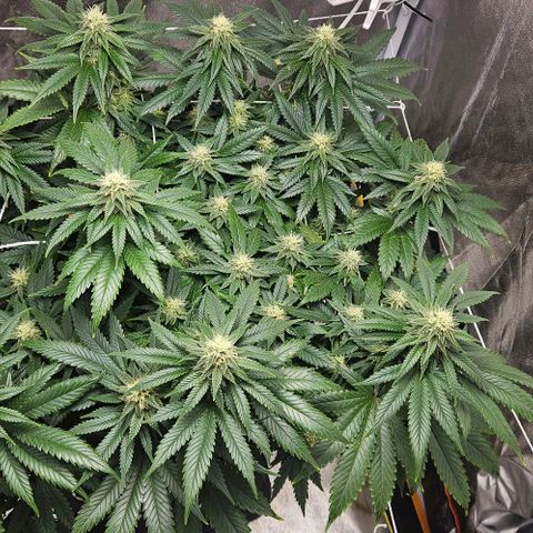 Kalini Asia growlog timeline photo