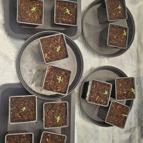 Lemon Orange growlog timeline photo