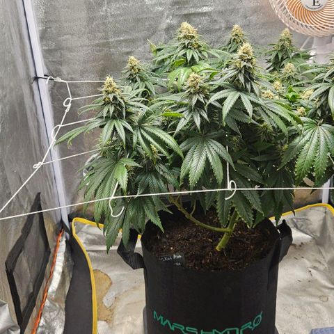 Kalini Asia growlog timeline photo