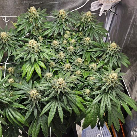 Kalini Asia growlog timeline photo