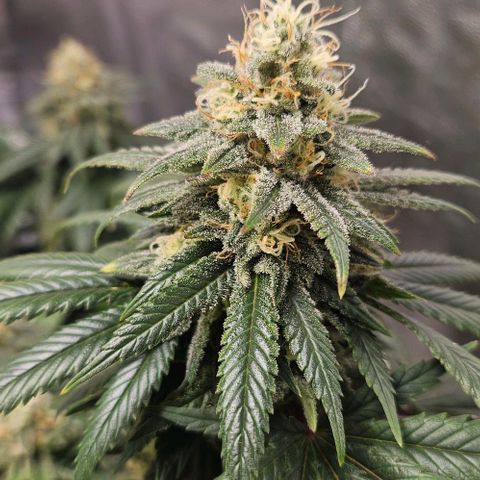 Kalini Asia growlog timeline photo