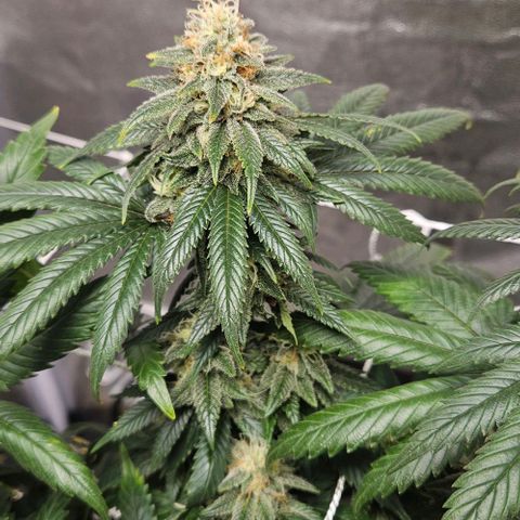 Kalini Asia growlog timeline photo