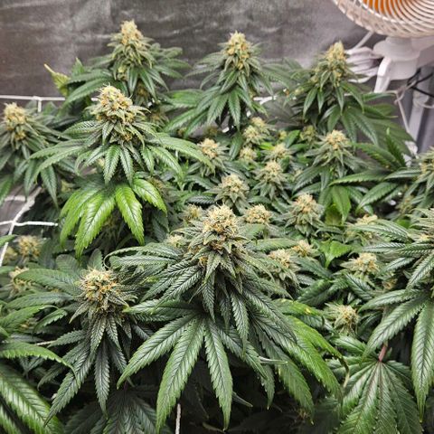 Kalini Asia growlog timeline photo