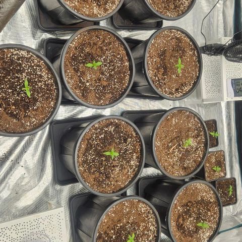 Lemon Orange growlog photo: Rempotage précoce. 