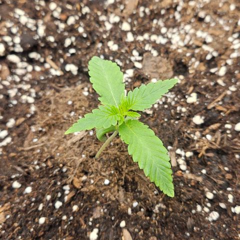Lemon Orange growlog photo: Rempotage précoce. 
