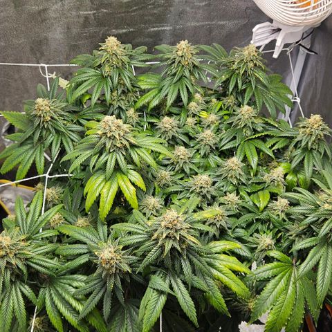 Kalini Asia growlog timeline photo