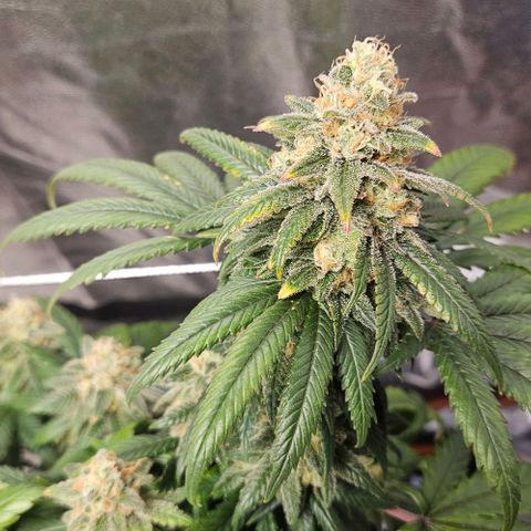 Kalini Asia growlog timeline photo