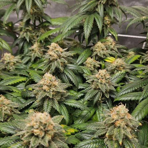 Kalini Asia growlog timeline photo