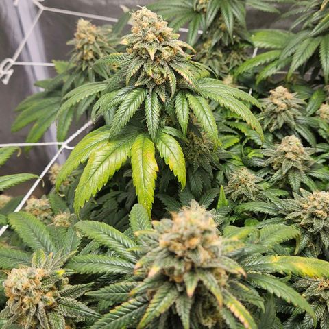 Kalini Asia growlog timeline photo
