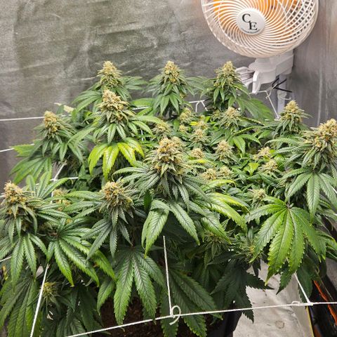 Kalini Asia growlog timeline photo