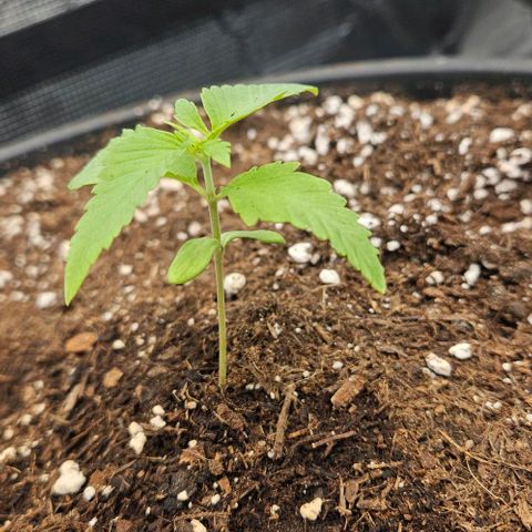 Lemon Orange growlog timeline photo