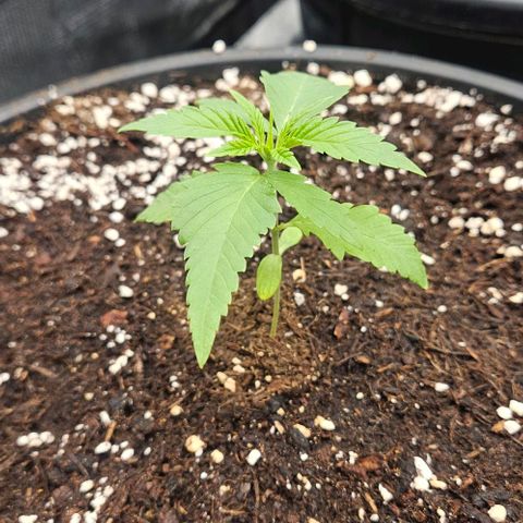 Lemon Orange growlog timeline photo