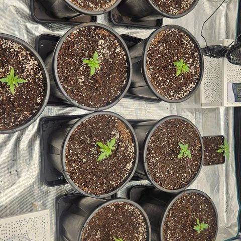 Lemon Orange growlog timeline photo
