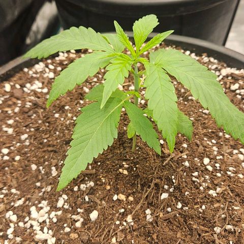 Lemon Orange growlog timeline photo