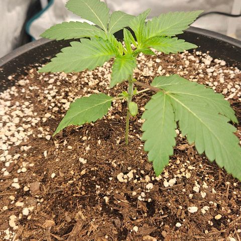 Lemon Orange growlog timeline photo