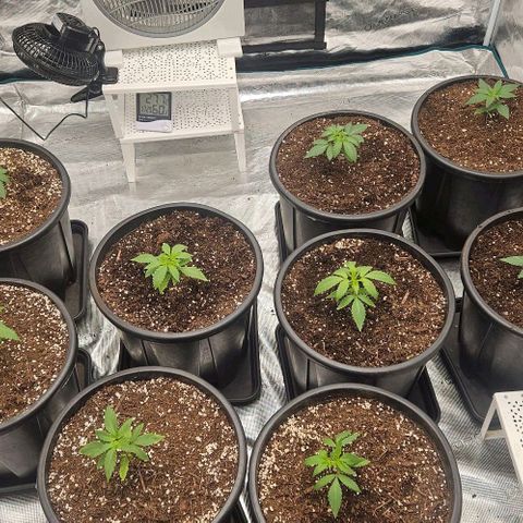 Lemon Orange growlog timeline photo
