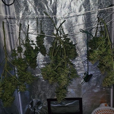 Kalini Asia growlog timeline photo