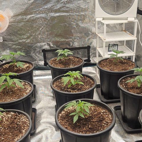 Lemon Orange growlog timeline photo