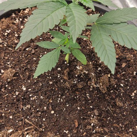 Lemon Orange growlog timeline photo