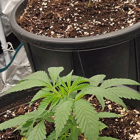 Lemon Orange growlog timeline photo