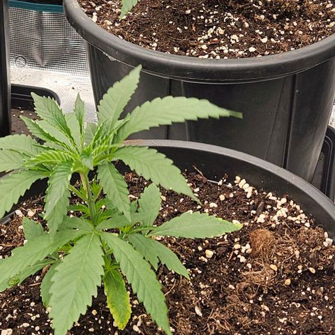 Lemon Orange growlog timeline photo