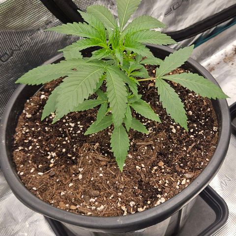 Lemon Orange growlog timeline photo