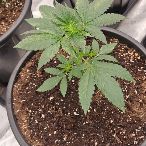 Lemon Orange growlog timeline photo