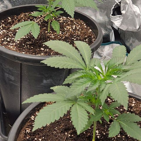 Lemon Orange growlog timeline photo