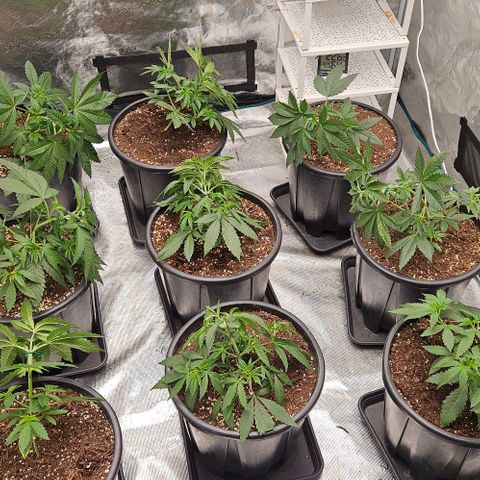 Lemon Orange growlog timeline photo